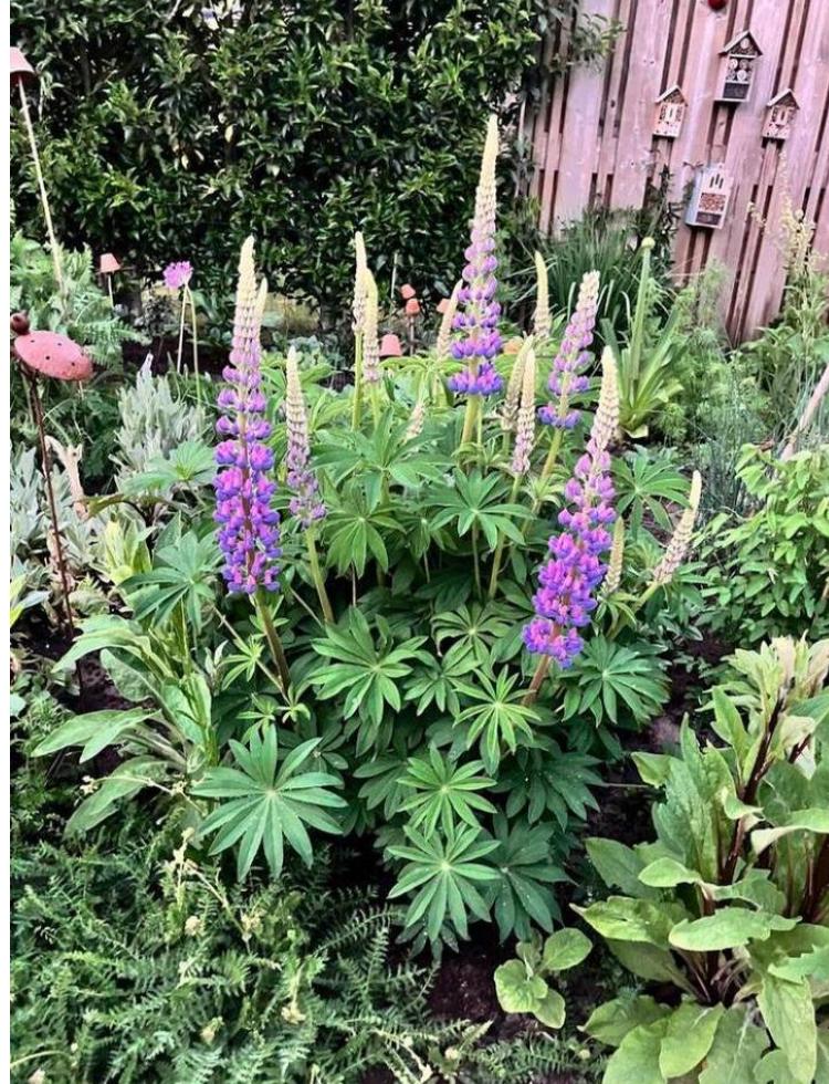 Lupines zaden (vaste plant) - laatste zakjes, Ophalen of Verzenden, Volle zon