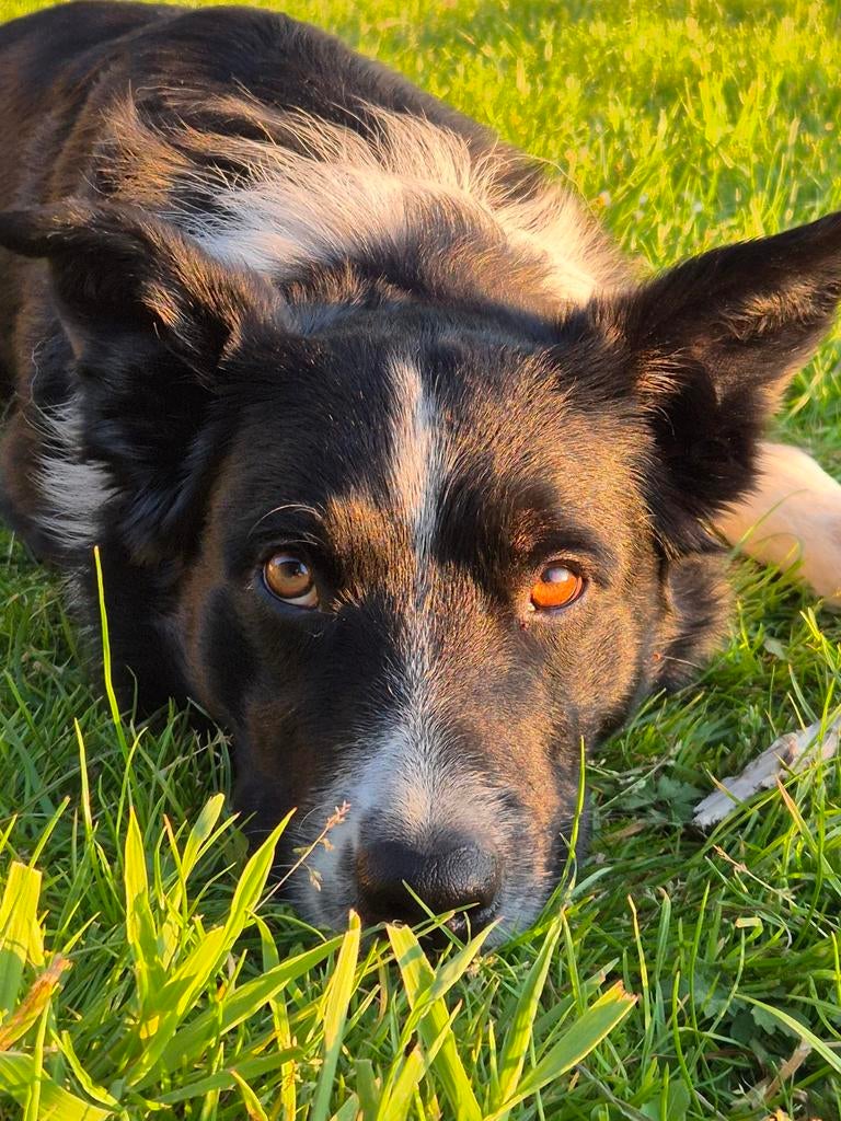 Border Collie Does zoekt nieuw thuis, Reu, Collie, Eén hond, 3 tot 5 jaar