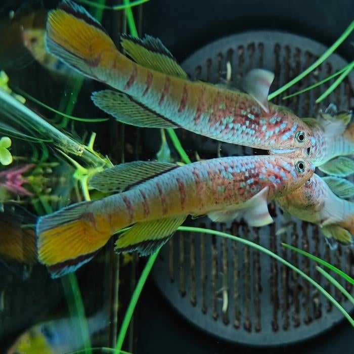 Aphyosemion sjoestedti, Vis