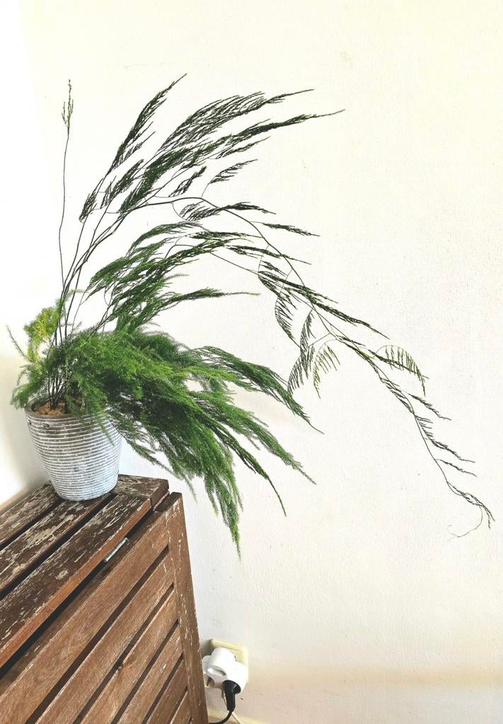 Asparagus Pyramidalis met pot., Ophalen of Verzenden