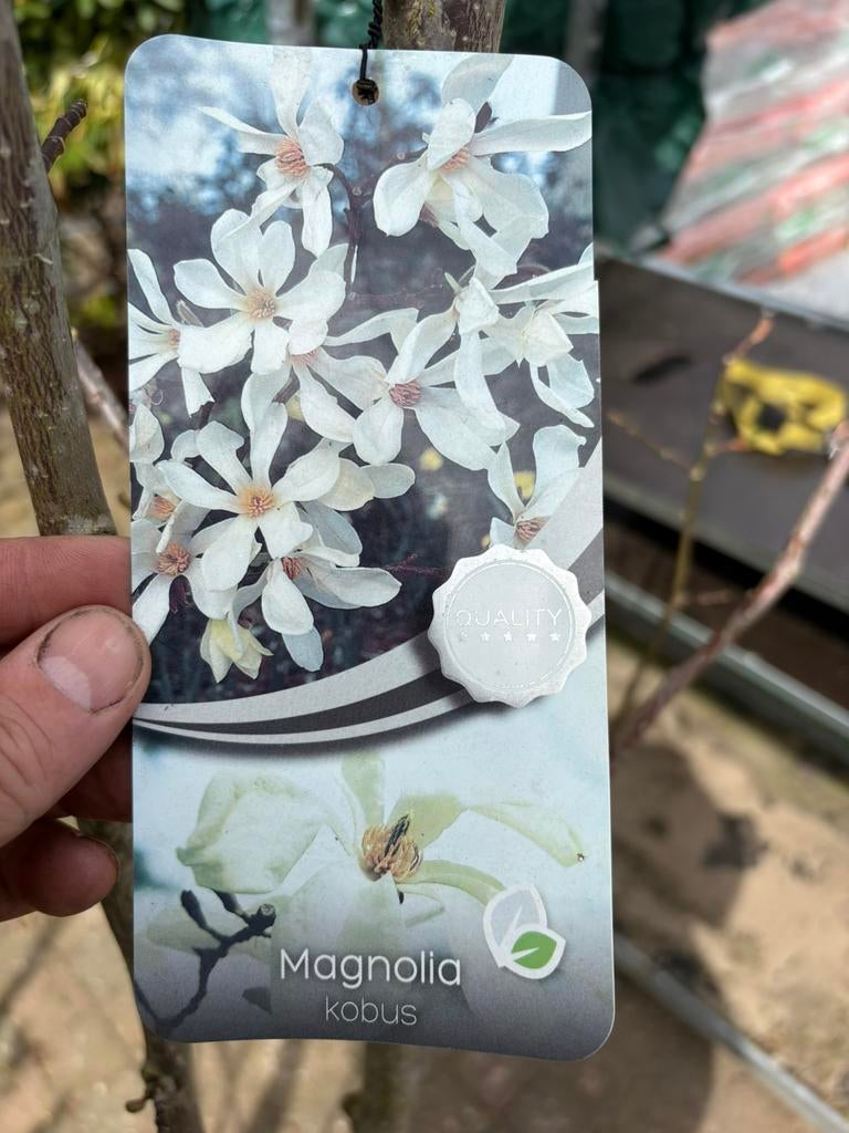 Magnolia kobus  gaat nu bloeien hoogte 2mtr € 20 per stuk, Tuin en Terras, Planten | Bomen, Overige soorten, Lente, Ophalen, Volle zon