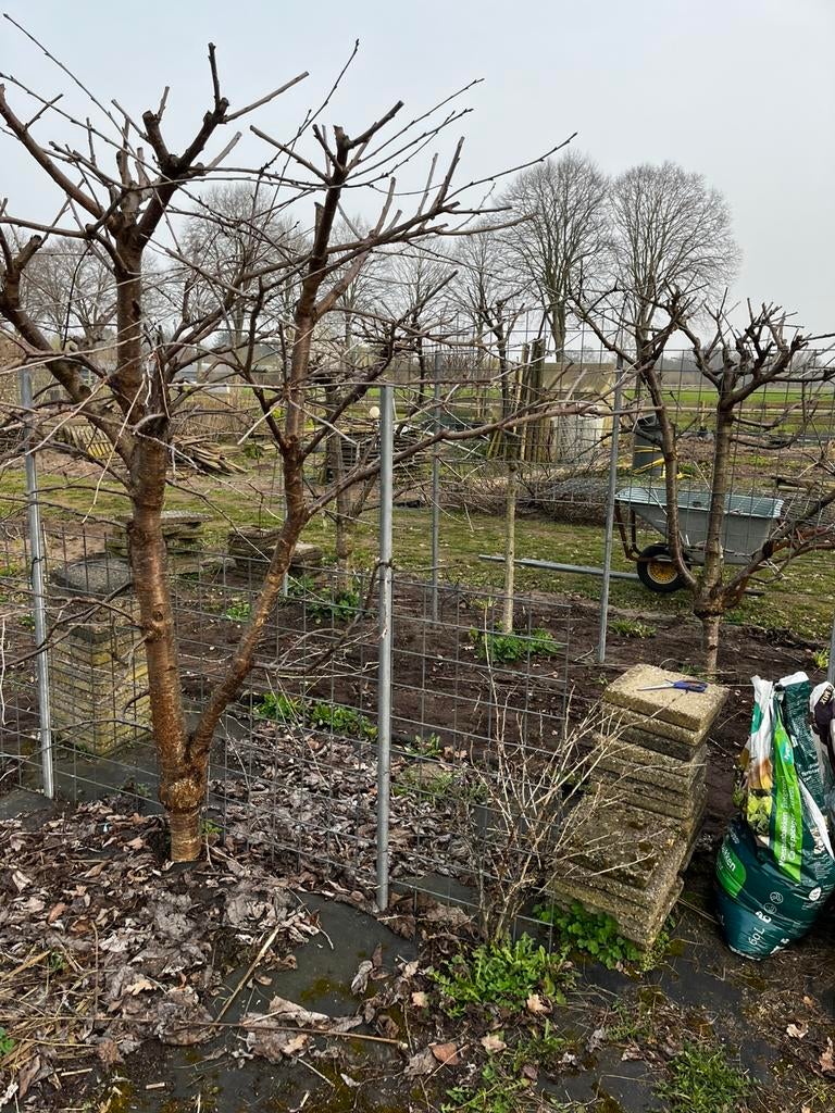 8 fruitbomen, Tuin en Terras, Planten | Fruitbomen, Ophalen, Appelboom, Lente