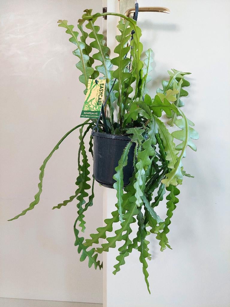 Epiphyllum Anguliger-Zaagcactus/Zigzagcactus/Fishbone Cactus, Ophalen, Overige soorten, Halfschaduw, Minder dan 100 cm