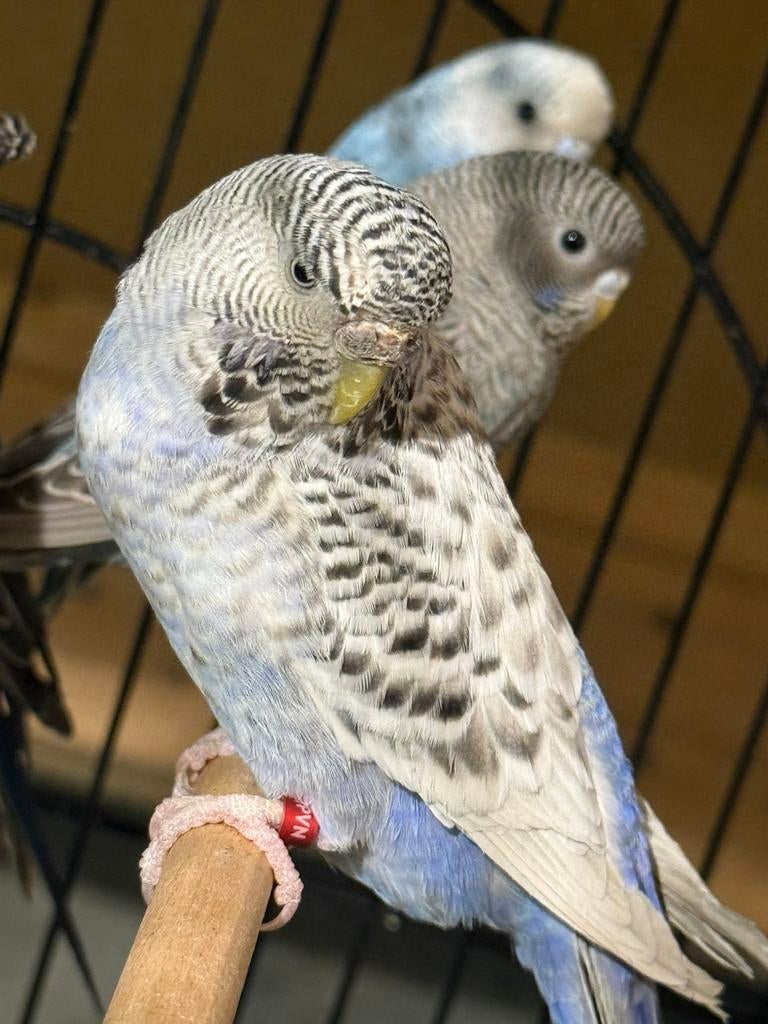 Duits fallow BFBW, Dieren en Toebehoren, Vrouwelijk, Parkiet, Geringd