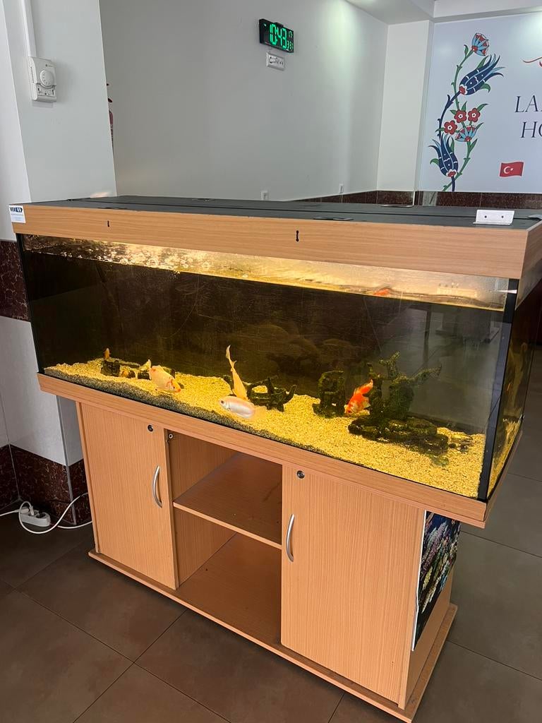 Aquarium, Ophalen of Verzenden, Zo goed als nieuw, Gevuld zoetwateraquarium