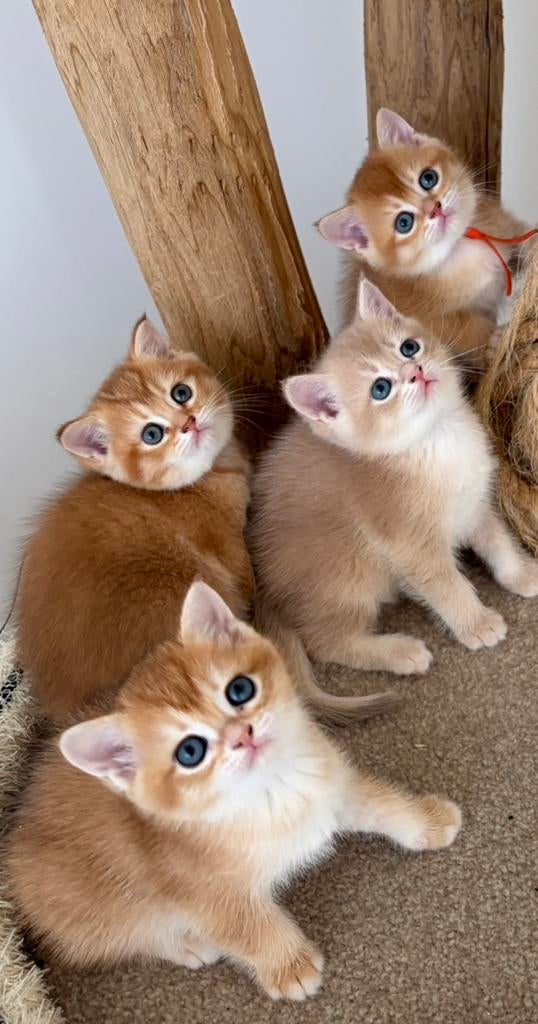 Prachtige brits(e)korthaar kittens met stamboom, Dieren en Toebehoren, Meerdere dieren, Met stamboom, 0 tot 2 jaar