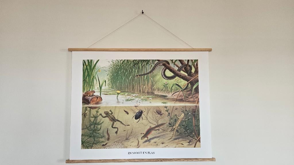 De schoolplaat- 'in sloot en plas', Ophalen, Nieuw