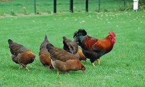 Welsumer kippen., Vrouwelijk, Kip