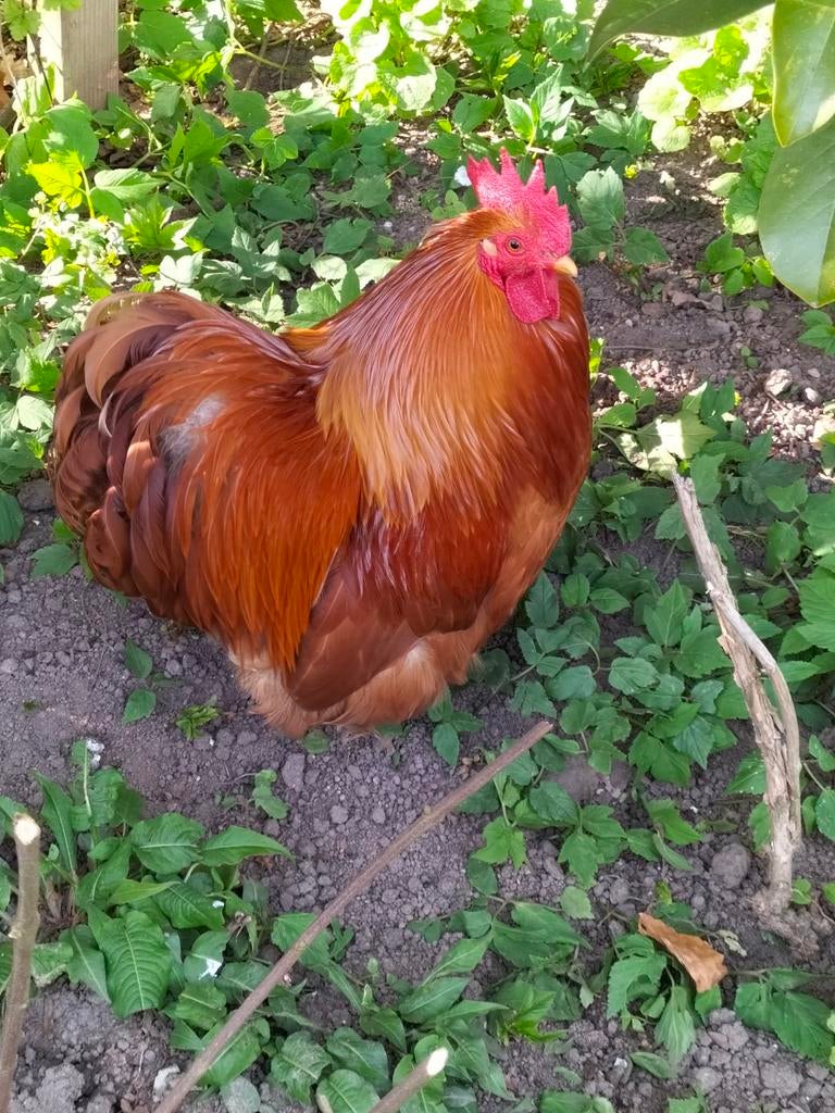 Cochin haan , kriel, Dieren en Toebehoren, Pluimvee, Mannelijk, Kip