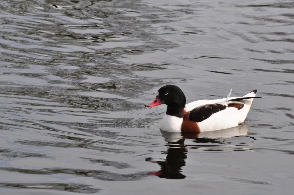 broedeieren gevraagd, Dieren en Toebehoren, Vogels | Overige Vogels, Geslacht onbekend