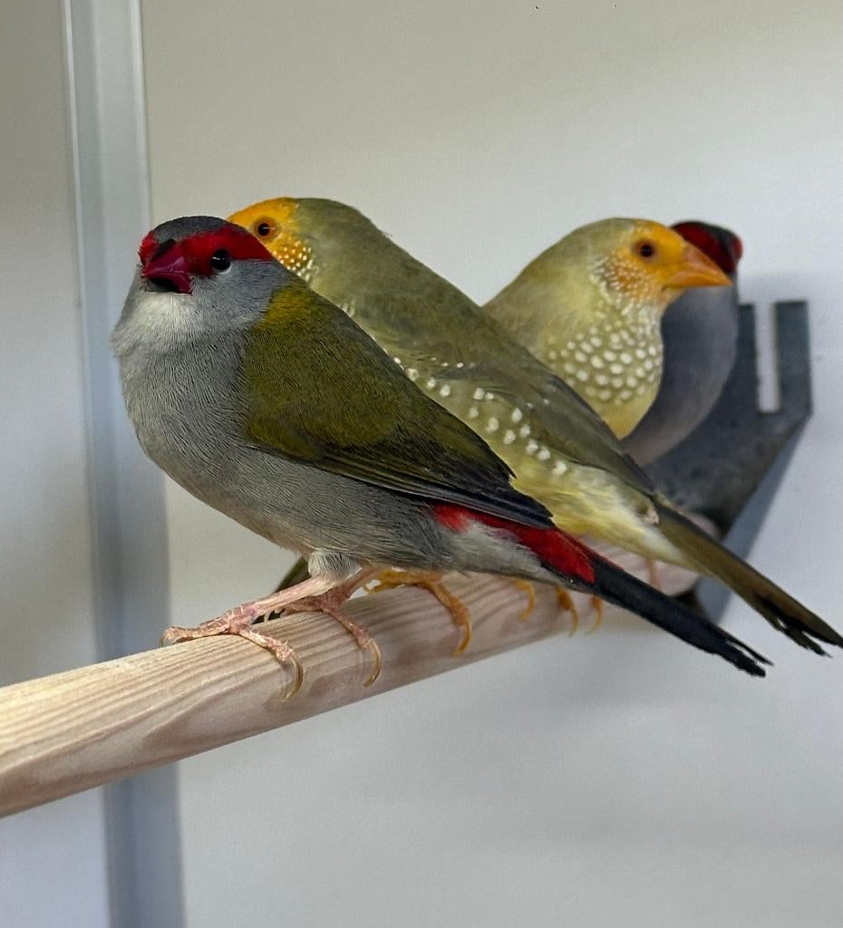 Dornastrildes mannen, Mannelijk