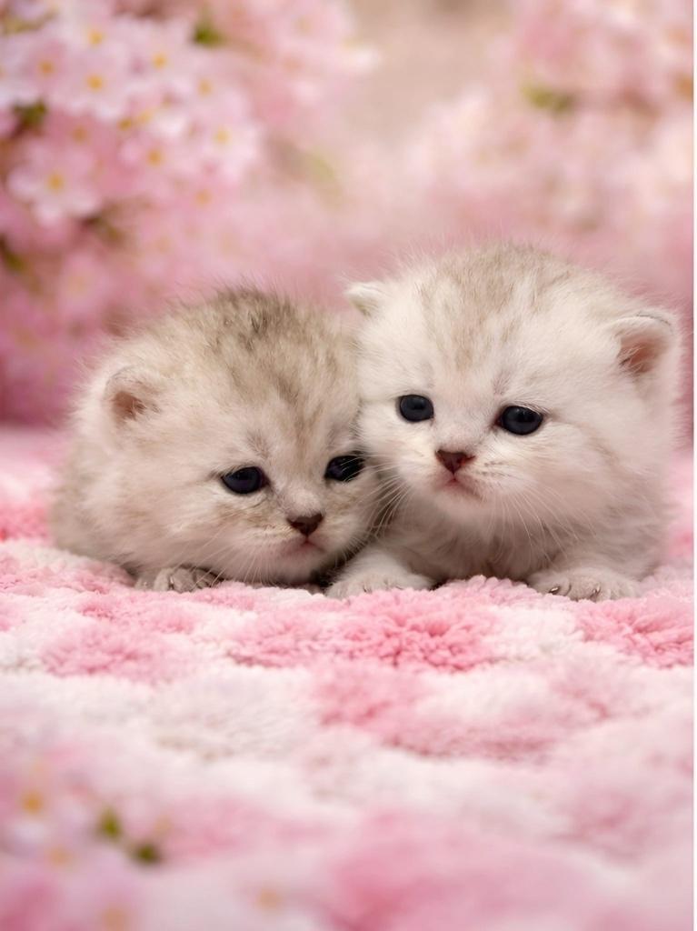 Twee Britse korthaar kater, Kater, Ontwormd, 0 tot 2 jaar