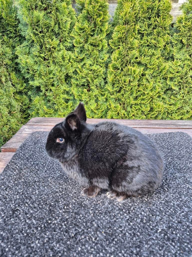 Kleurdwerg voedster., Dieren en Toebehoren, Konijnen, Vrouwelijk, Dwerg