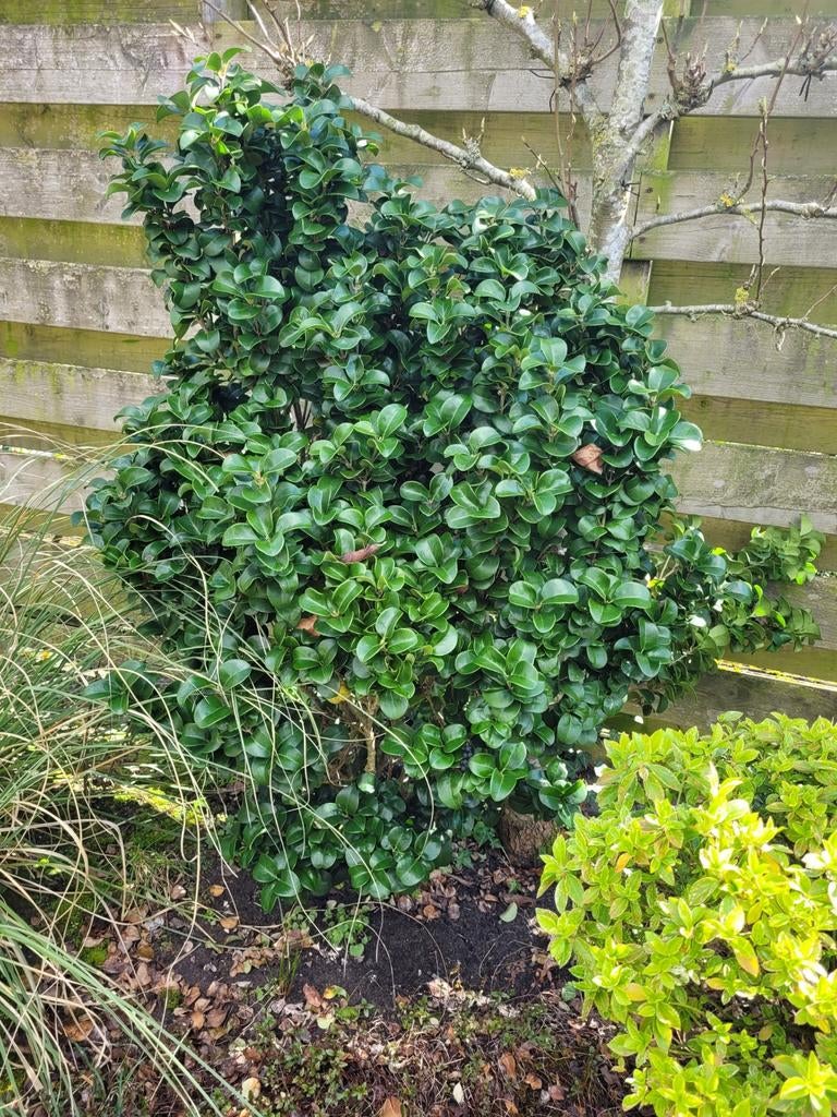 Japanse liguster struik, Tuin en Terras, Ophalen, 100 tot 250 cm