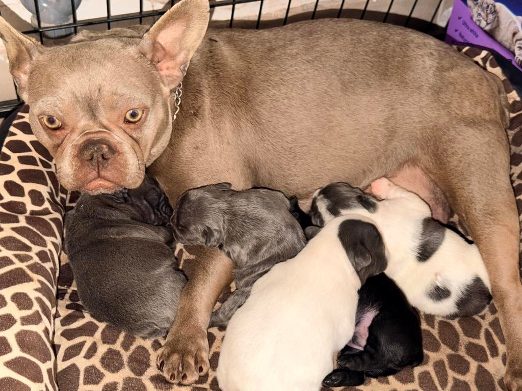 Franse bulldog pups blauwe, België, Particulier, HCC (leverziekte), 8 tot 15 weken