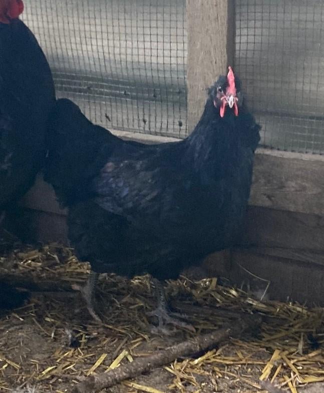 Jersey Giant, Dieren en Toebehoren, Vrouwelijk, Kip