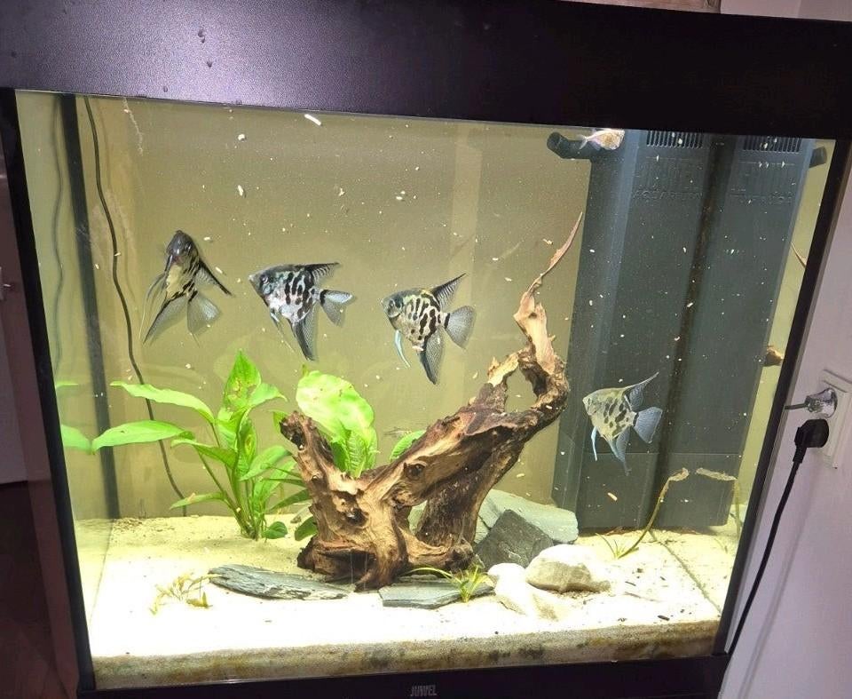 4 maanvissen Gratis, Ophalen, Overige typen