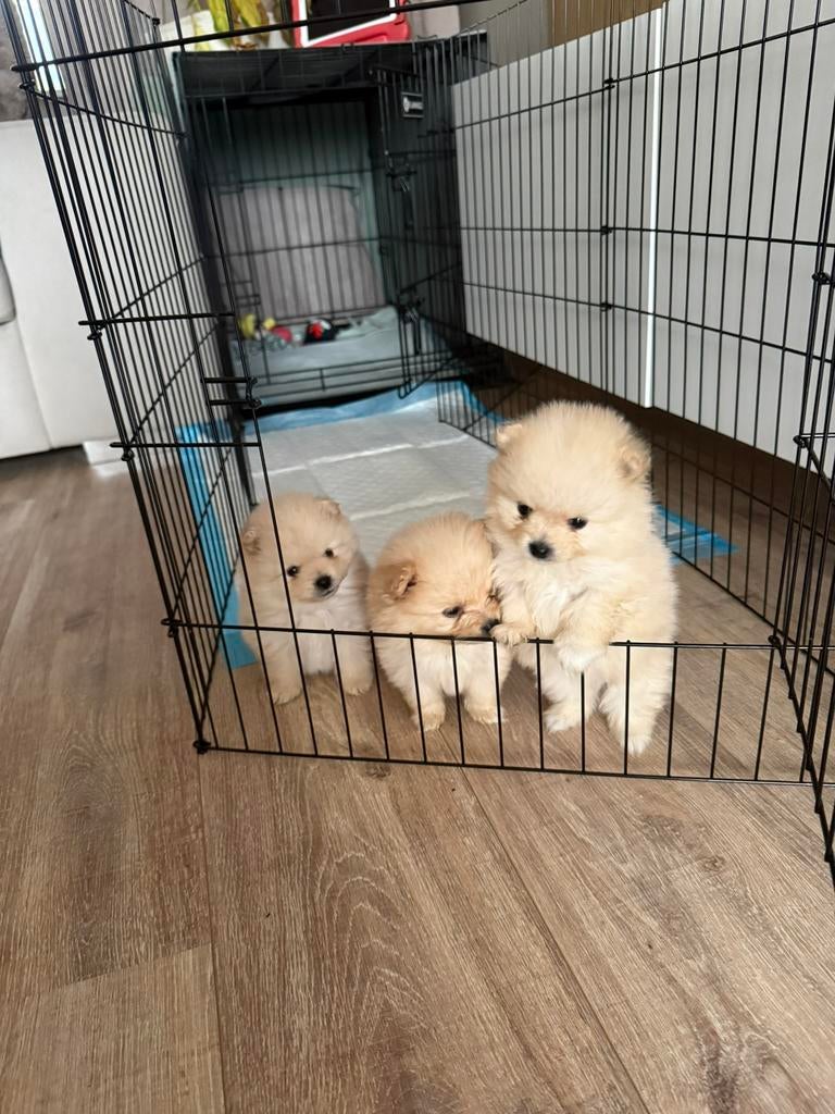 Pomeriaan pups, Overige rassen, 8 tot 15 weken, Meerdere, Meerdere dieren