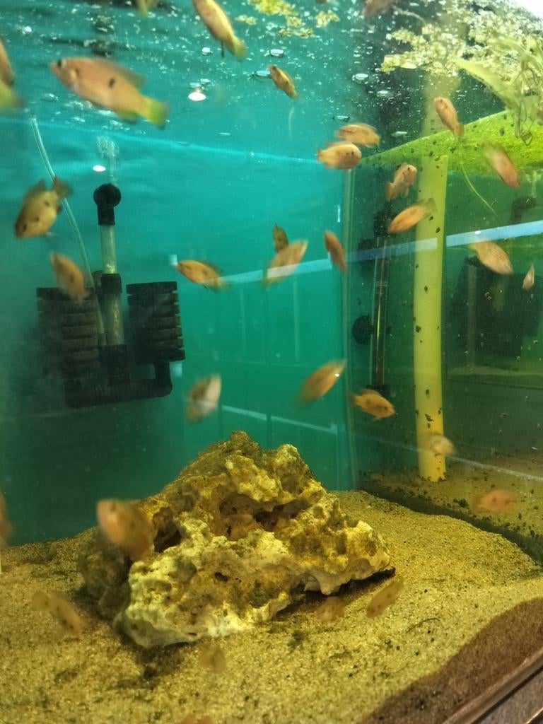 Jonge Red acara visjes, Ophalen, Nieuw, Plant(en), Steen of Hout