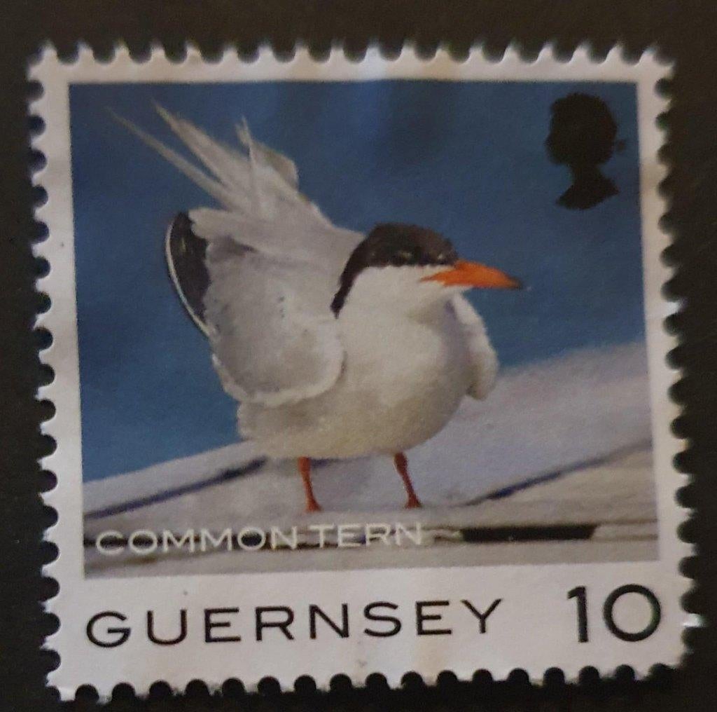 098-26 Guernsey / Common Tern, Verzenden, Gestempeld