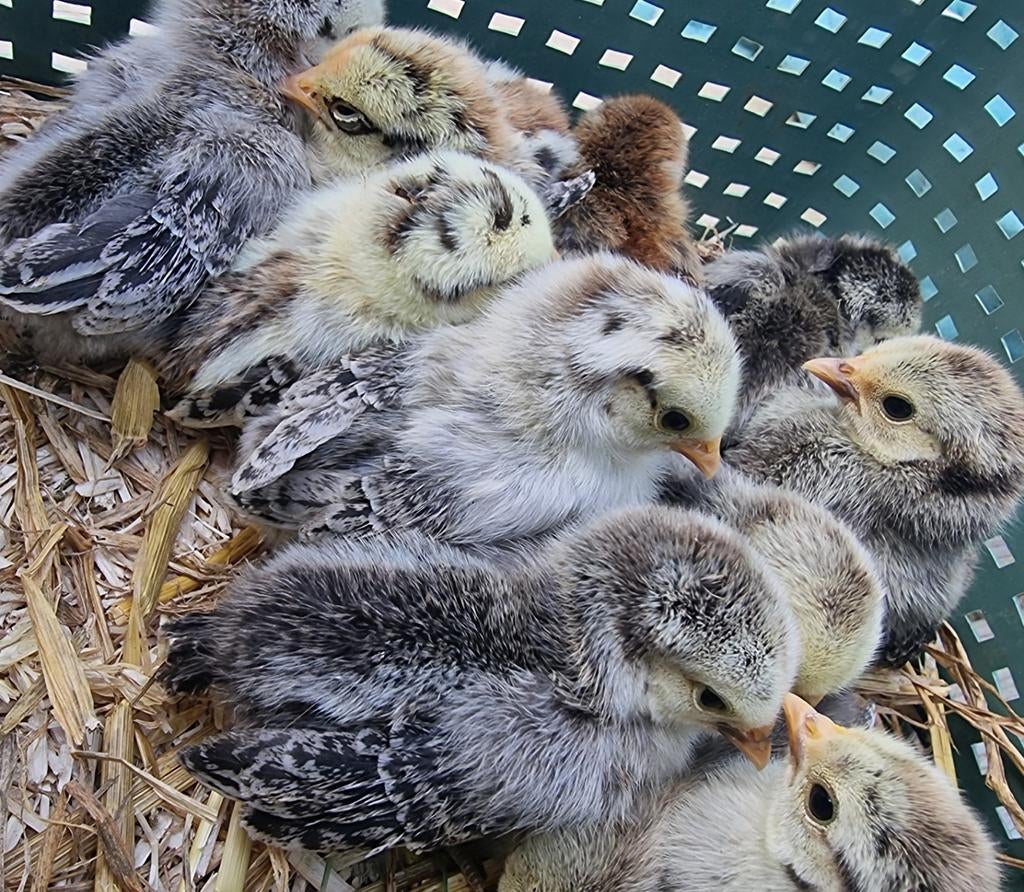 Serama kuikens, hennen cloaca gesekst, Dieren en Toebehoren, Vrouwelijk, Kip
