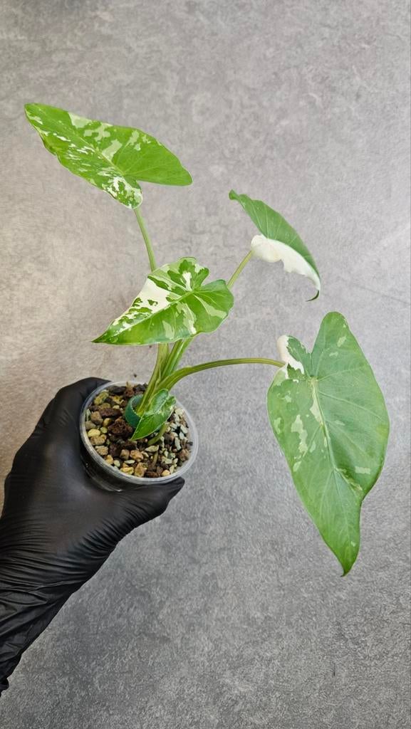 Alocasia Okinawa Silver Variegata, Huis en Inrichting, Kamerplanten, Ophalen of Verzenden, Halfschaduw, Minder dan 100 cm