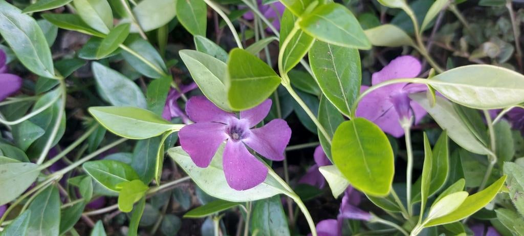 Vinca maagdenpalm bodembedekker, Ophalen of Verzenden, Bodembedekkers, Halfschaduw