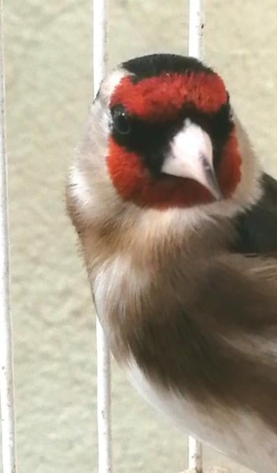 MAJOR X BLOEMPUTTER MAN 2025, Dieren en Toebehoren, Vogels | Overige Vogels, Mannelijk, Wildzangvogel, Geringd