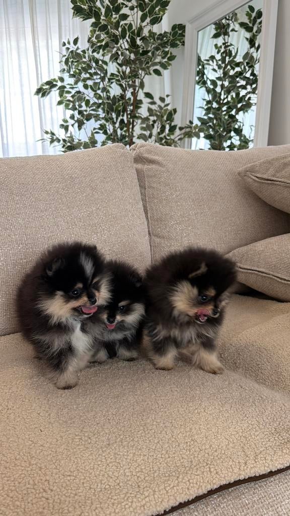 Pomeranian pups Pomeriaan, Pomeraniaan BLACK TAN, Particulier, 15 weken tot 1 jaar, Overige rassen, Buitenland