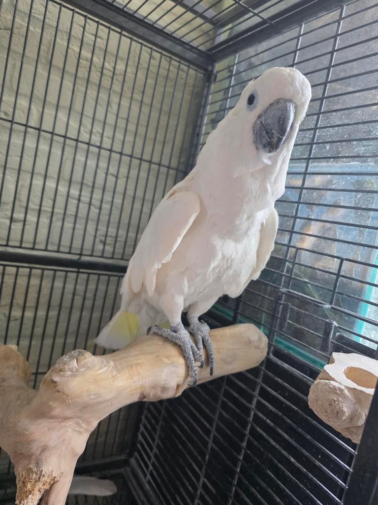 Grote geelkuif kaketoe, Dieren en Toebehoren, Vogels | Parkieten en Papegaaien, Vrouwelijk, Papegaai, Tam