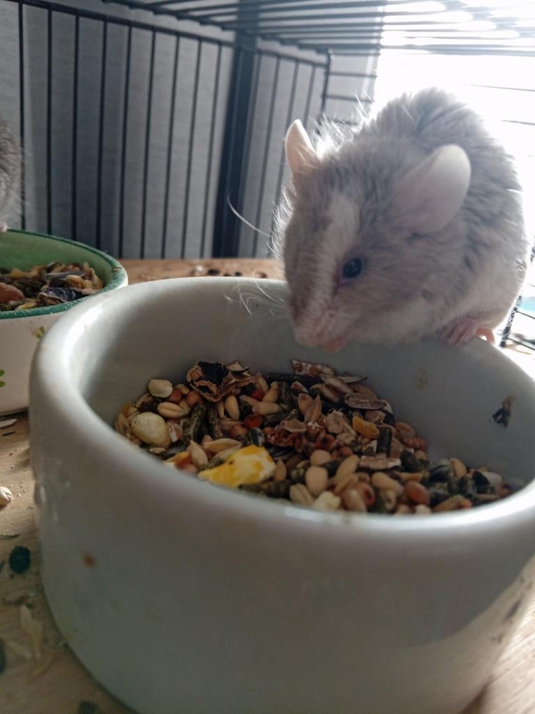 4 muisjes, Dieren en Toebehoren, Knaagdieren, Januari, Meerdere dieren, Muis