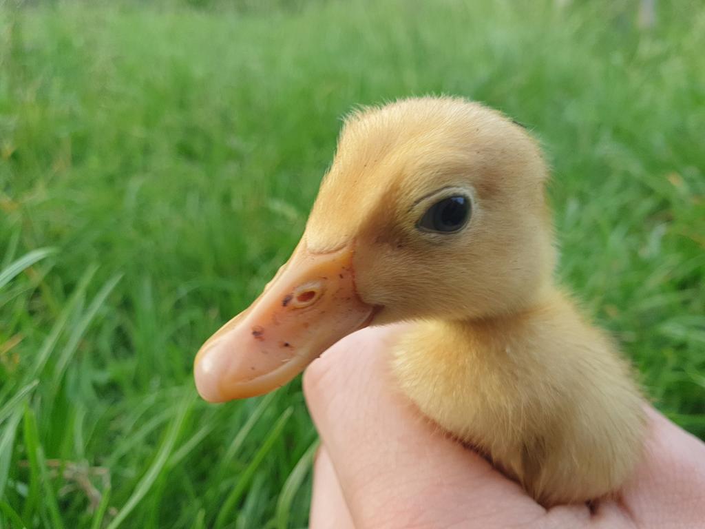 Broedeieren | Indische loopeenden | Raszuiver, Meerdere dieren, Eend