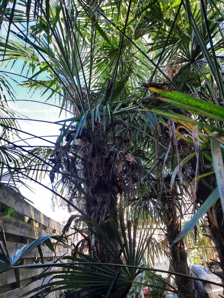 Tweemaal Trachycarpus Fortunei Winterharde Palmbomen, Ophalen, Gehele jaar, Volle zon