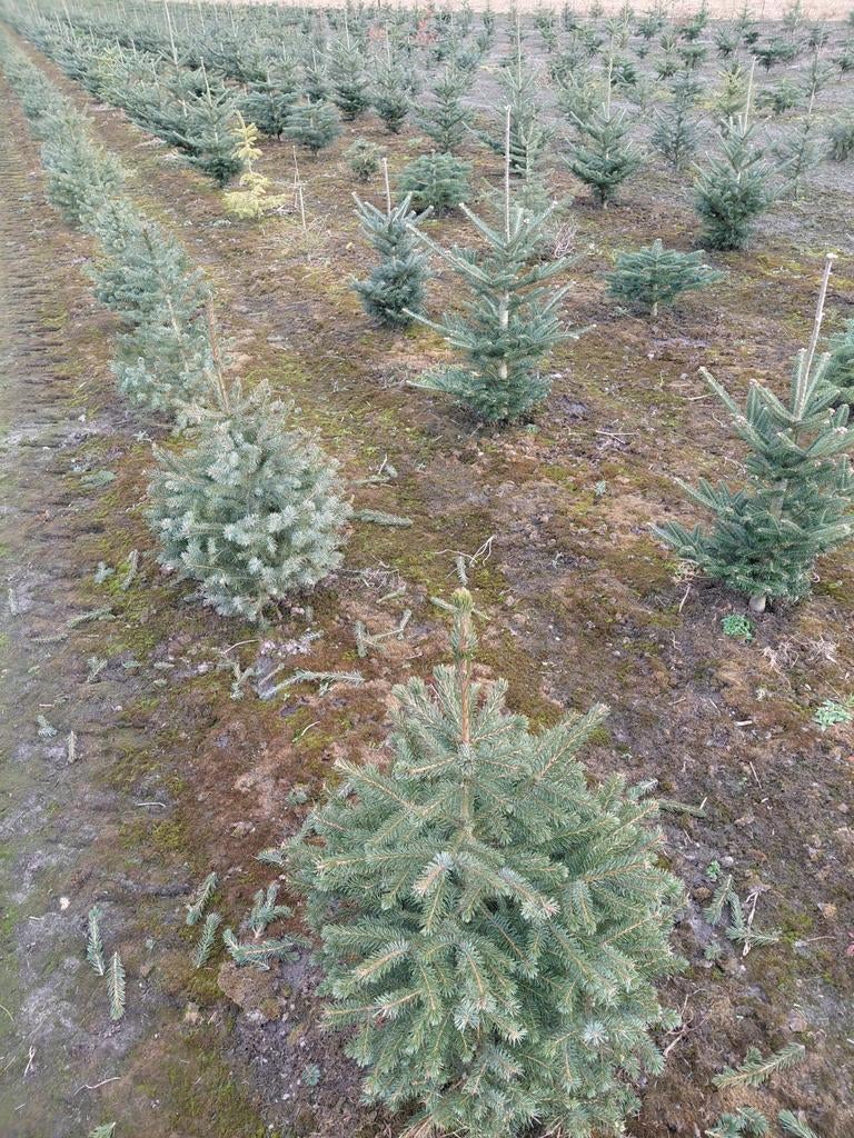 Kerstbomen. Erfbeplanting. Omorika, Fraseri, Nordman, Ophalen, Overige soorten, 100 tot 250 cm