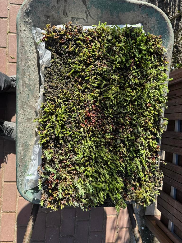 Sedumtray 60x40 cm voor groendak of tuin, Ophalen, Bodembedekkers, Volle zon, Vaste plant