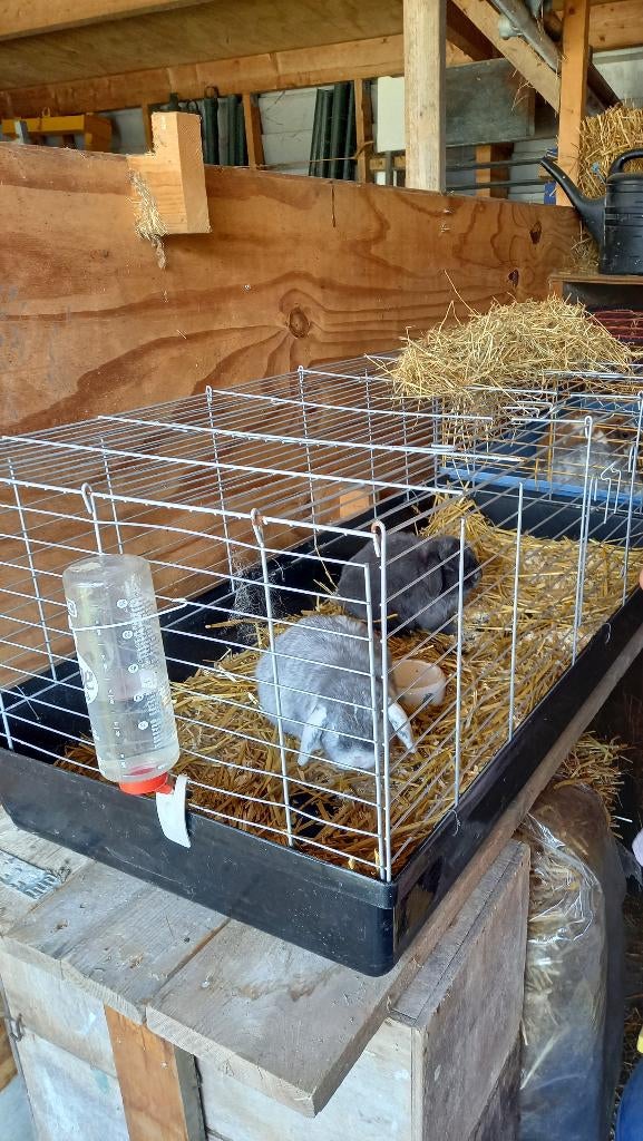 Opvang konijn/cavia/vogel tijdens vakantie, Diensten en Vakmensen, Dieren | Overige | Verzorging, Oppas en Les, Oppas