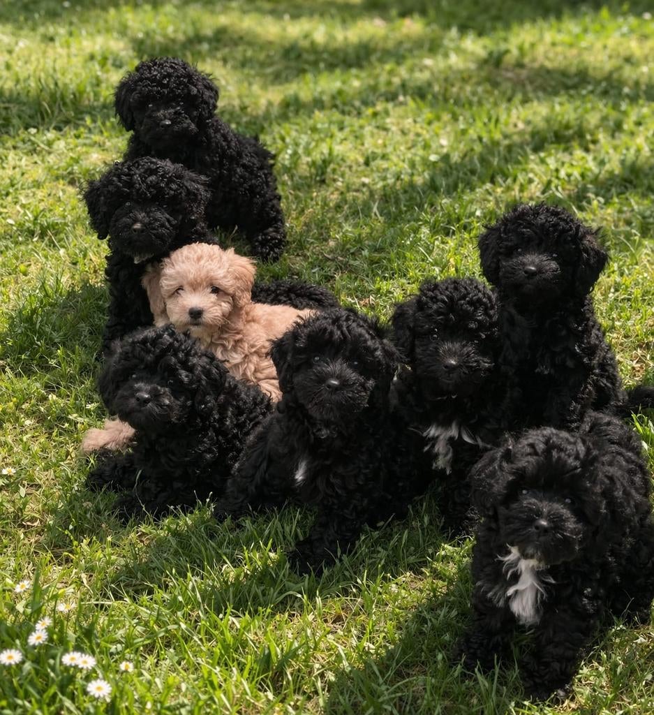 💙🩷Super gave mini doodl pups (echte kleine pups) F4💙🩷, Parvo, Overige rassen, 8 tot 15 weken, Meerdere