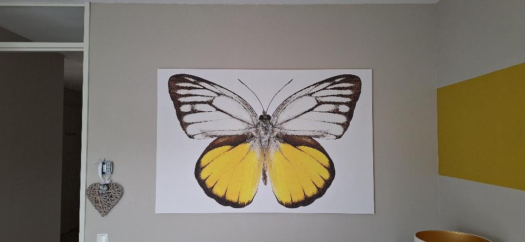 Canvas schilderij Vlinder, Ophalen, 125 cm of meer, Zo goed als nieuw, Schilderij