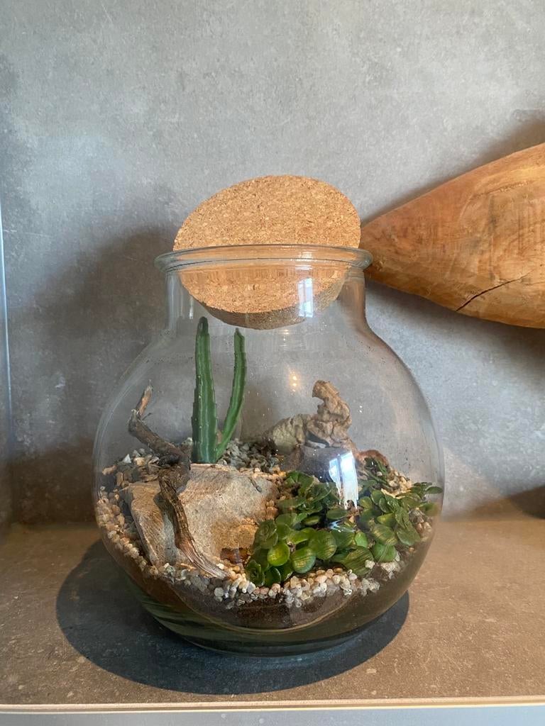 Terranium, Ophalen of Verzenden