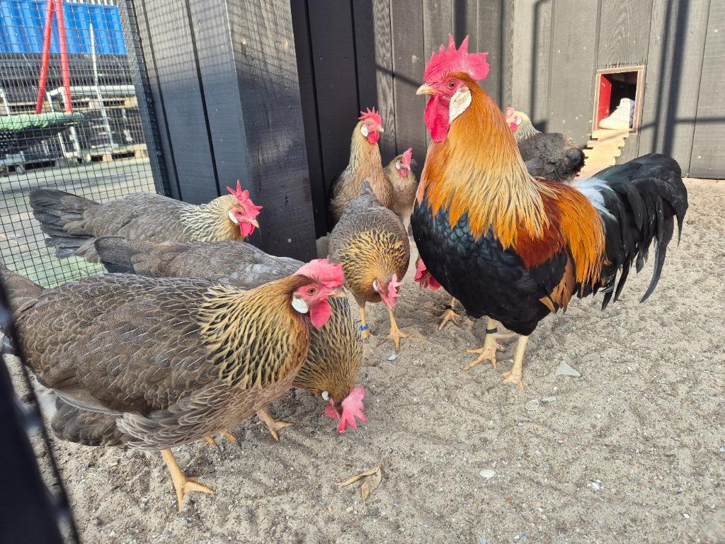 Broedeieren Ned Leghorn Zilverpatrijs en Patrijs, Geslacht onbekend, Kip