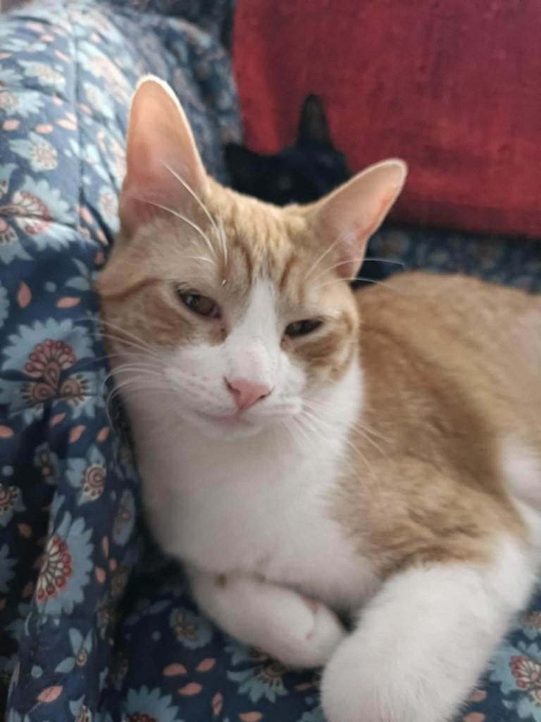 Jarela, Hony, 02-04-2025 gered uit een kas, Dieren en Toebehoren, Katten en Kittens | Overige Katten, Kortharig, Kater, 0 tot 2 jaar