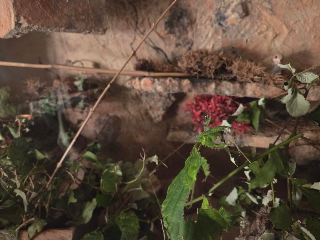 Gratis, Dieren en Toebehoren, Reptielen en Amfibieën, Amfibie, 0 tot 2 jaar