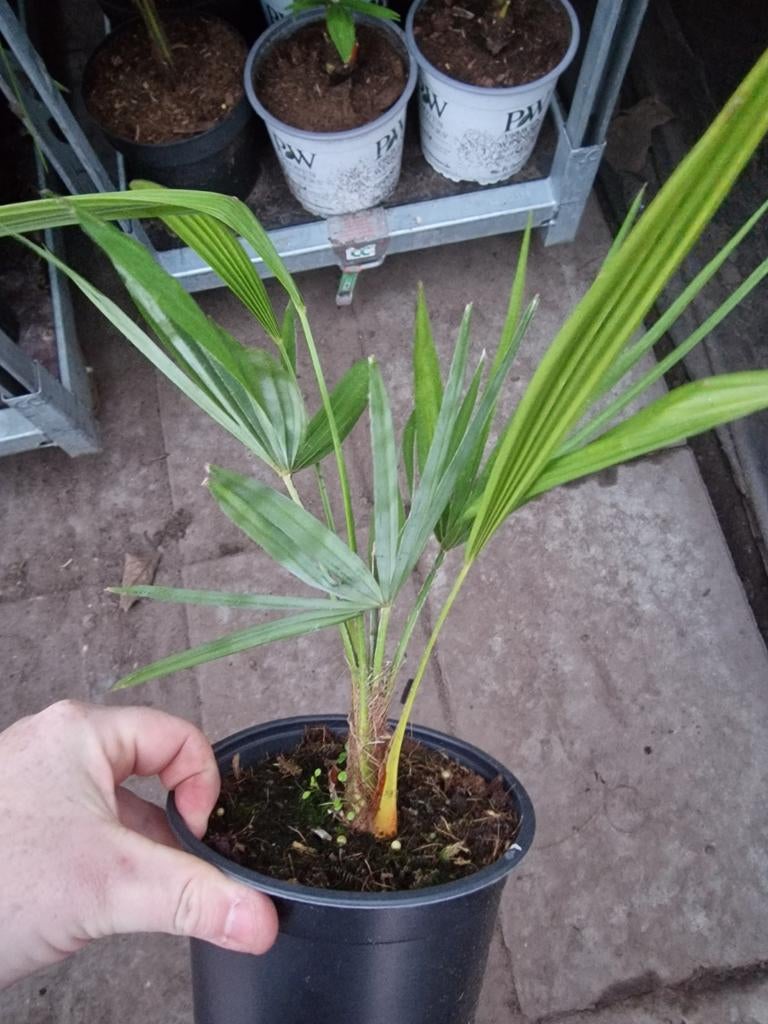 Mooie princeps x wagerianus te koop., Tuin en Terras, Planten | Bomen, Ophalen of Verzenden, Volle zon, Overige soorten, 100 tot 250 cm