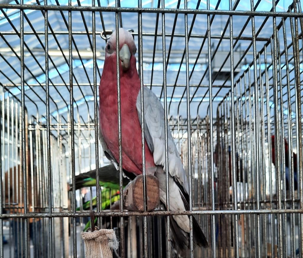 Vogelmarkt Boskoop Zang en Kleur, Ophalen, Nieuw