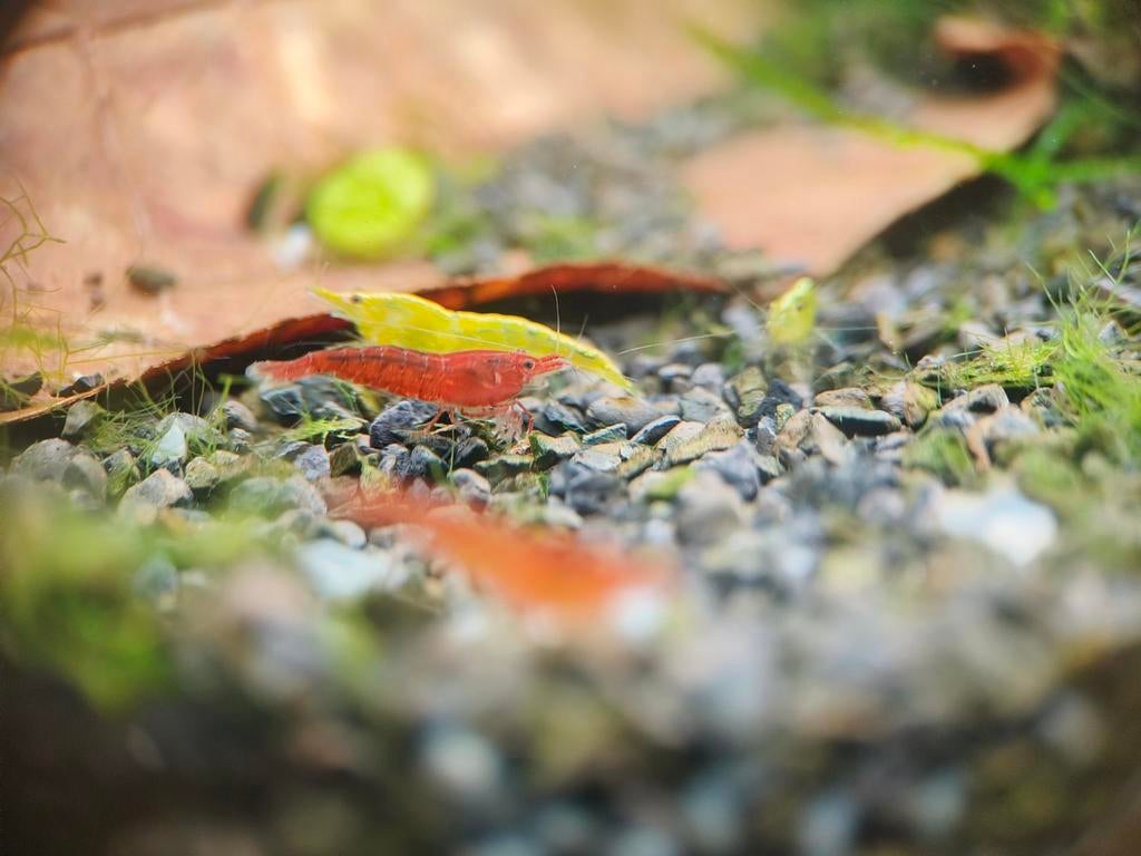 Garnalen in allerlei kleuren, Ophalen, Nieuw