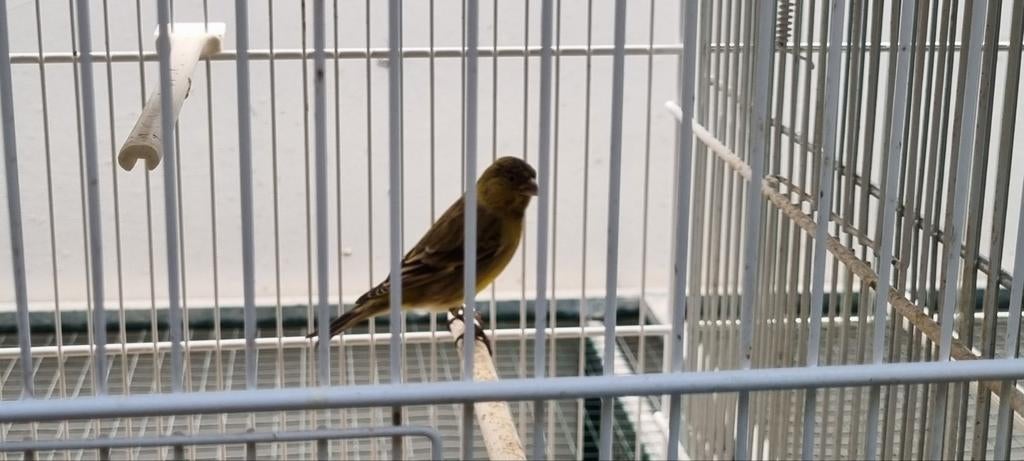 Bastaard zwartkop sijs, Mannelijk, Wildzangvogel, Geringd