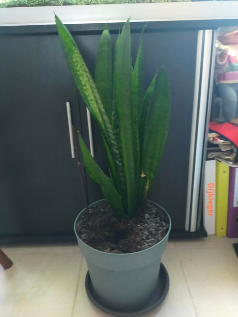 Sanseveria's, Tuin en Terras, Planten | Tuinplanten, Ophalen, Overige soorten, Volle zon