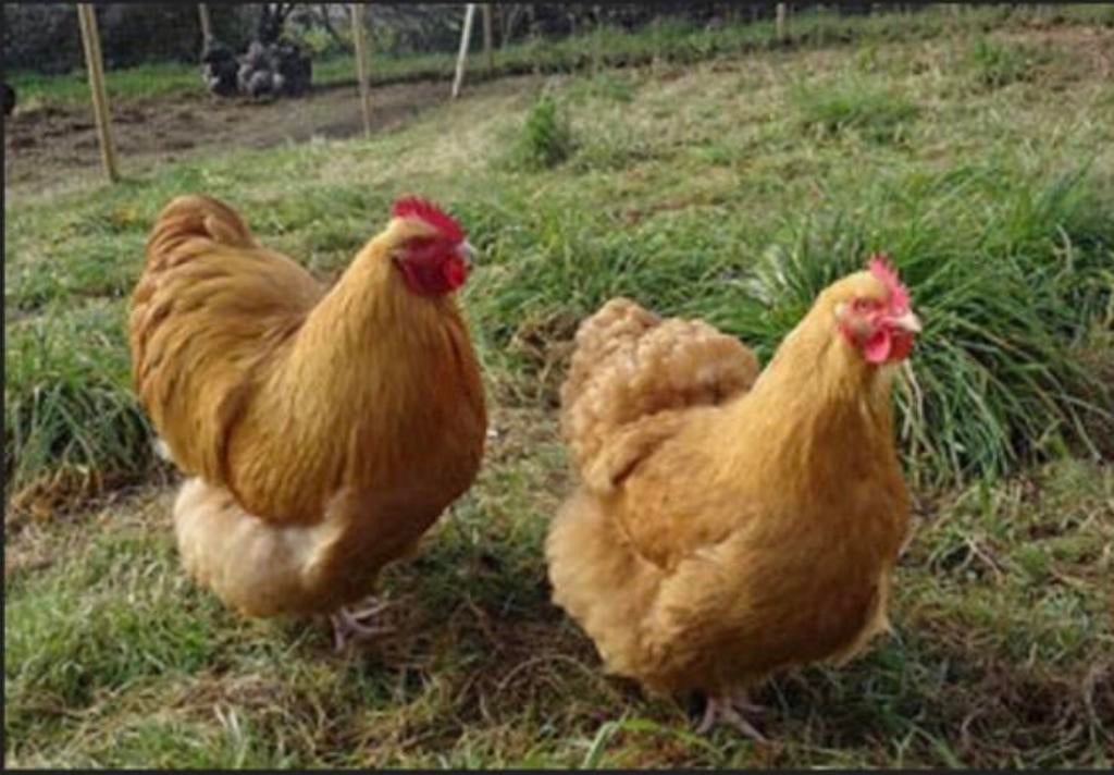 Kinderboerderij zoekt hulp op basis als vrijwilliger, Vacatures, Overige niveaus, Starter, Overige vormen