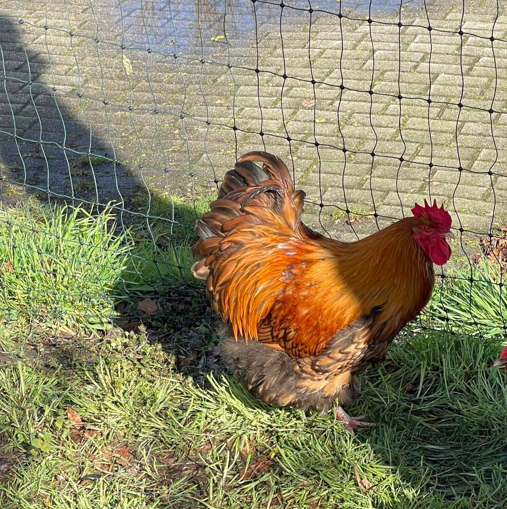 Orpington haan(groot), Mannelijk, Kip