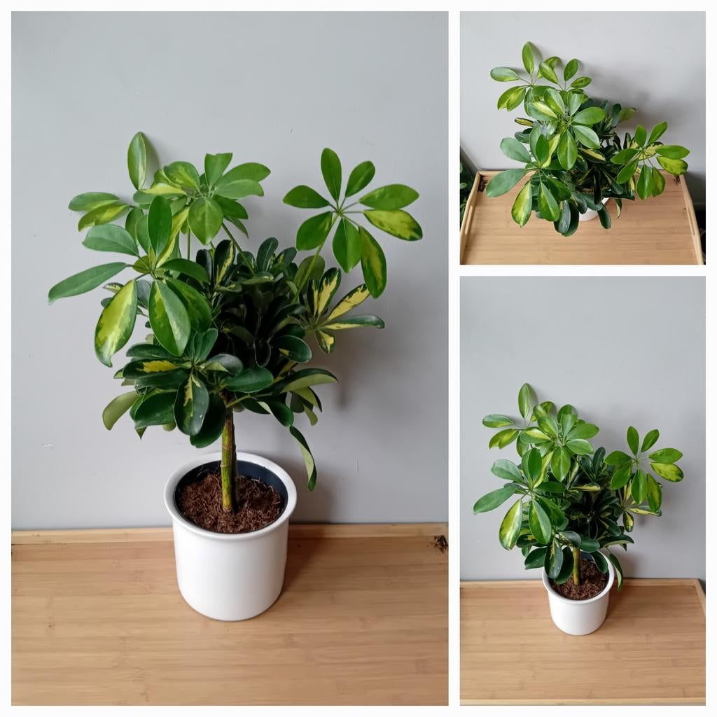 Kamerplant schefflera bonsai 50cm, Ophalen, Overige soorten, Halfschaduw, In pot
